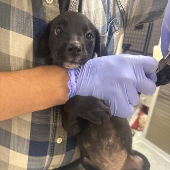 Merlin -  Labrador Retriever and Mixed Breed Dog for Adoption in Clanton, Alabama - Merlin | PetCurious