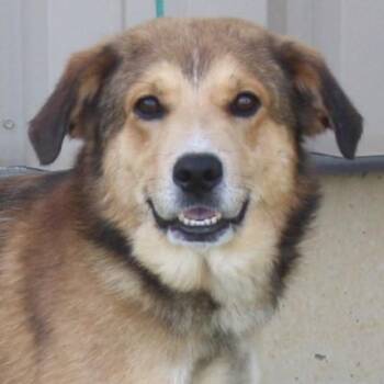 Swiffer -  Collie Dog for Adoption in Eaton, Ohio - Swiffer | PetCurious