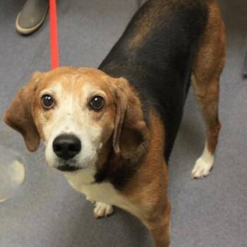 Mixed Breed Dogs Available for Adoption - Martin | PetCurious