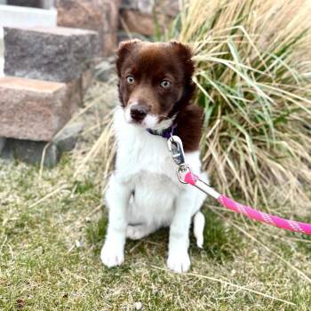 Australian Shepherd and Collie Dogs Available for Adoption in Great Falls, Montana - Madam | PetCurious