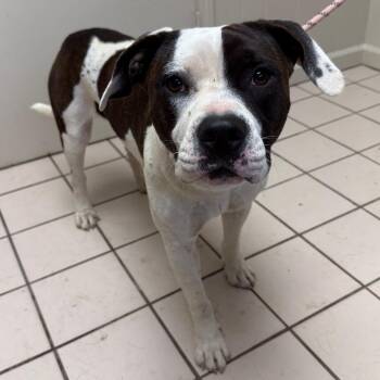 TUSC-Stray-86013 -  Pit Bull Terrier and Mixed Breed Dog for Adoption in Tuscaloosa, Alabama - TUSC-Stray-86013 | PetCurious