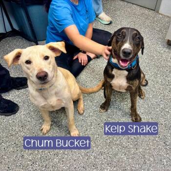 Kelp Shake -  Labrador Retriever and Mixed Breed Dog for Adoption in Waynesboro, Pennsylvania - Kelp Shake | PetCurious