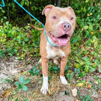 Rescue Pit Bull Terrier Dogs for Adoption in Lyndhurst, Virginia - Moose | PetCurious