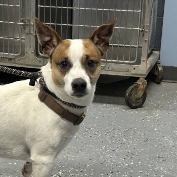 Max -  Jack Russell Terrier Dog for Adoption in Saint Joseph, Missouri - Max | PetCurious