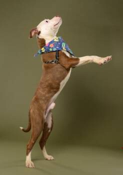Krash -  Pit Bull Terrier and Mixed Breed Dog Available for Adoption in Atlanta, Georgia - Krash | PetCurious