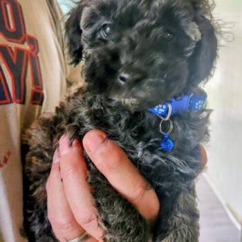 Fudge (#371) -  Australian Shepherd and Miniature Poodle Dog for Adoption in Twin Lakes, Wisconsin - Fudge (#371) | PetCurious