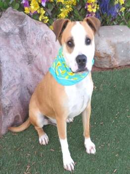 Mastiff and Mixed Breed Dogs Available for Adoption - TUCKER | PetCurious