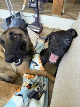 Belgian Shepherd Malinois and Labrador Retriever Dogs Available for Adoption in Imlay City, Michigan - Mantis (grey Collar) Volume 2 - Located In California | PetCurious