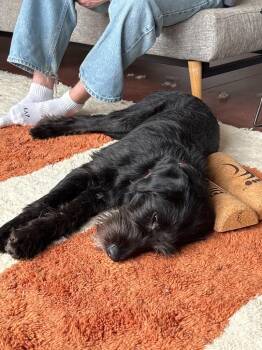 Ruby -  Schnauzer and Labrador Retriever Dog for Adoption in Bloomington, Indiana - Ruby | PetCurious