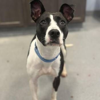 Tiger Lilly -  Mixed Breed Dog for Adoption in Canal Winchester, Ohio - Tiger Lilly | PetCurious