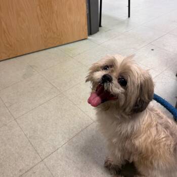 Shaggy Pup -  Cockapoo Dog for Adoption in Philadelphia, Pennsylvania - Shaggy Pup | PetCurious