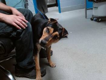 BISCUIT -  German Shepherd Dog and Mixed Breed Dog for Adoption in Albuquerque, New Mexico - BISCUIT | PetCurious