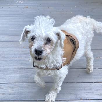 Duchess -  Maltese and Maltipoo Dog for Adoption in St. Helens, Oregon - Duchess | PetCurious