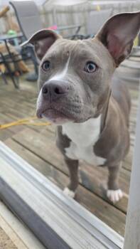 Pit Bull Terrier and Labrador Retriever Dogs Available for Adoption in Marine City, Michigan - Bella | PetCurious