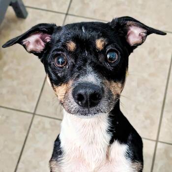 Bear -  Beagle and Rat Terrier Dog for Adoption in Eustis, Florida - Bear | PetCurious