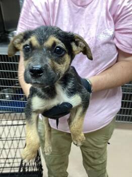 Charmander -  Affenpinscher Dog for Adoption in Nacogdoches, Texas - Charmander | PetCurious