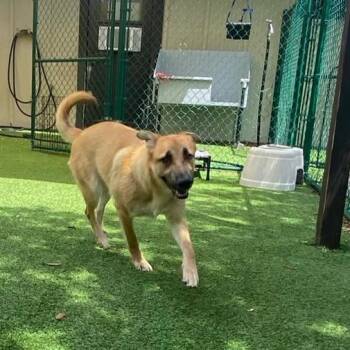 Mixed Breed Dogs Available for Adoption in Loxahatchee Groves, Florida - Marth 7958 | PetCurious