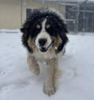 Maisy -  Australian Shepherd and Bernese Mountain Dog Dog for Adoption in Viroqua, Wisconsin - Maisy | PetCurious