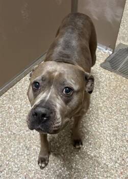 Staffordshire Bull Terrier Dogs Available for Adoption in Clyde, North Carolina - MALIBU | PetCurious