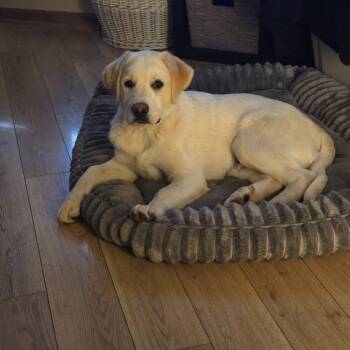 Rescue Mixed Breed Dogs for Adoption in Buffalo, Minnesota - Nash | PetCurious