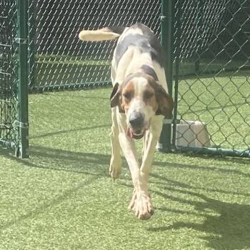Kodi 2361 -  Mixed Breed Dog for Adoption in Loxahatchee Groves, Florida - Kodi 2361 | PetCurious