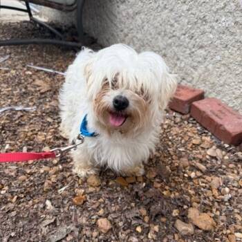 Mixed Breed Dogs Available for Adoption in Edwardsville, Illinois - Queen Uberta | PetCurious