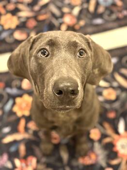 Weimaraner and Labrador Retriever Dogs Available for Adoption - Leo | PetCurious