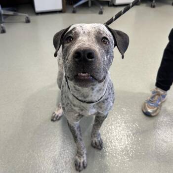 Clark -  Australian Cattle Dog Blue Heeler and Mixed Breed Dog for Adoption in Abilene, Texas - Clark | PetCurious