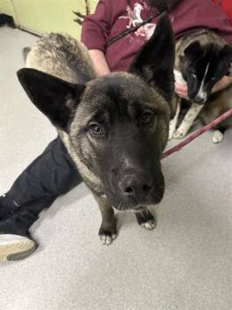 Siberian Husky and Belgian Shepherd Malinois Dogs Available for Adoption - MASH | PetCurious