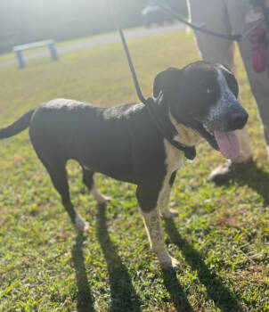 Rescue Terrier Dogs for Adoption in Corinth, Mississippi - Shelter 25D-336 | PetCurious