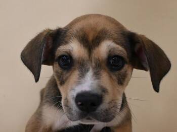 Ant -  Siberian Husky and Pit Bull Terrier Dog for Adoption in Portland, Oregon - Ant | PetCurious