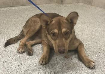 COOPER -  German Shepherd Dog and Labrador Retriever Dog for Adoption in Conroe, Texas - COOPER | PetCurious