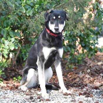 Shepherd Dogs Available for Adoption - Vicky | PetCurious