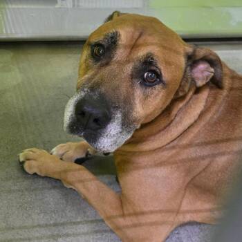 Bea2222 -  Shepherd Dog for Adoption in San Jacinto, California - Bea2222 | PetCurious