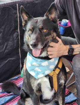 Siberian Husky and German Shepherd Dog Dogs Available for Adoption in Newport Beach, California - Miko | PetCurious