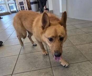 Cardigan Welsh Corgi Dogs Available for Adoption - CALLIOPE | PetCurious