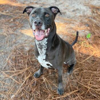 Mario -  Mixed Breed Dog for Adoption in Milton, Florida - Mario | PetCurious