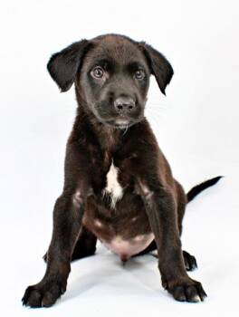 Jinxy -  Labrador Retriever and Mixed Breed Dog for Adoption in Morton Grove, Illinois - Jinxy | PetCurious