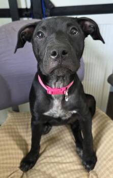 Pit Bull Terrier Dogs Available for Adoption in Cleveland, Tennessee - Dumpling | PetCurious