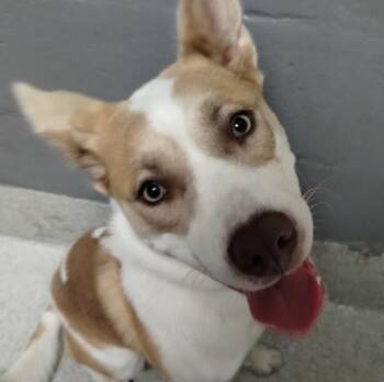 IRIS -  Husky and Pit Bull Terrier Dog for Adoption in Alameda, California - IRIS | PetCurious