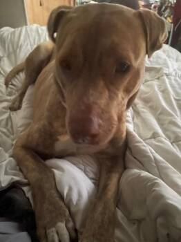Hunny -  Labrador Retriever Dog for Adoption in Newnan, Georgia - Hunny | PetCurious