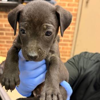 Labrador Retriever Dogs Available for Adoption in Birmingham, Alabama - Frankie | PetCurious
