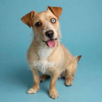 Molly -  Australian Cattle Dog Blue Heeler and Terrier Dog for Adoption in San Diego, California - Molly | PetCurious
