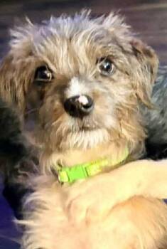 Terrier Dogs Available for Adoption in Millcreek, Utah - Joey | PetCurious