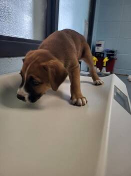 Labrador Retriever and Shepherd Dogs Available for Adoption in Lawrenceville, Georgia - Pen 235 | PetCurious