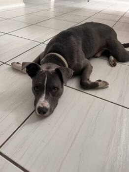 PAUL -  American Staffordshire Terrier Dog for Adoption in San Antonio, Texas - PAUL | PetCurious