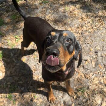 Rory -  Black And Tan Coonhound and Mixed Breed Dog for Adoption in Gainesville, Florida - Rory | PetCurious