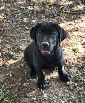 Bubbles -  Labrador Retriever Dog for Adoption in Liberty Center, Ohio - Bubbles | PetCurious