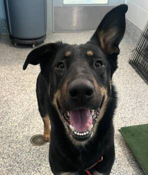 Macy -  German Shepherd Dog Dog Available for Adoption in Golden, Colorado - Macy | PetCurious