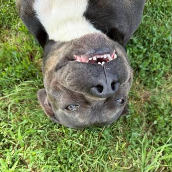 Gloria -  Pit Bull Terrier and English Bulldog Dog for Adoption in Stillwater, Oklahoma - Gloria | PetCurious